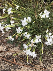 Dianthus gallicus