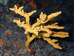 Axinella verrucosa