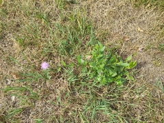 Cirsium arvense