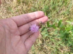 Cirsium arvense
