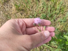 Cirsium arvense