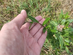 Cirsium arvense