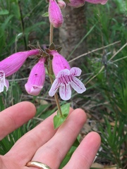 Penstemon triflorus