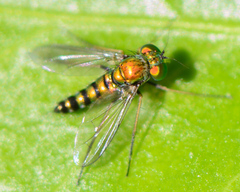 Condylostylus caudatus