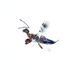 Heydenia pretiosa