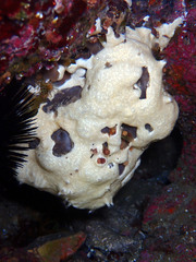 Lissoclinum perforatum