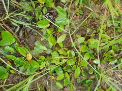 Potamogeton polygonifolius