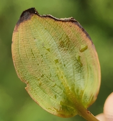 Potamogeton polygonifolius