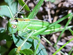 Hubbellia marginifera