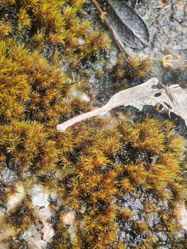 Image of Sharp-leaved Blindia by no rights reserved