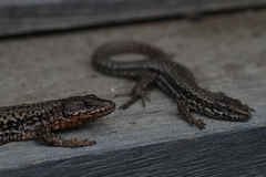 Podarcis muralis