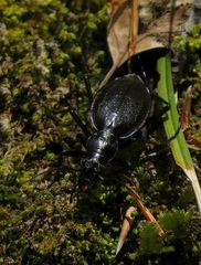 Carabus creutzeri