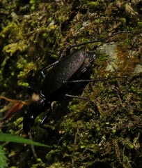 Carabus creutzeri