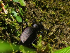 Carabus creutzeri
