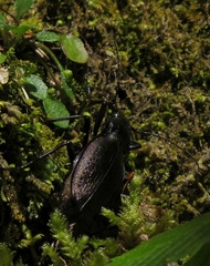 Carabus creutzeri