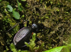 Carabus creutzeri