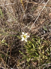 Romulea jugicola