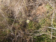 Romulea jugicola