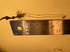 Polytrichum pallidisetum