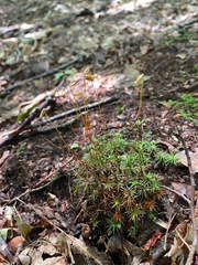 Polytrichum pallidisetum