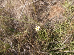 Romulea jugicola