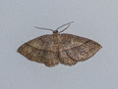 Hydrelia sericea