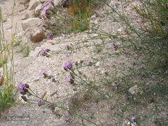 Centaurea paniculata