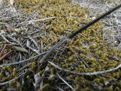 Geomantis larvoides