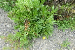 Grindelia stricta angustifolia