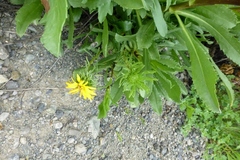Grindelia stricta angustifolia