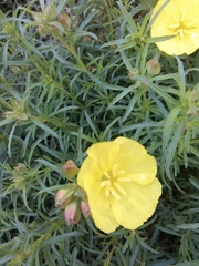 Calylophus