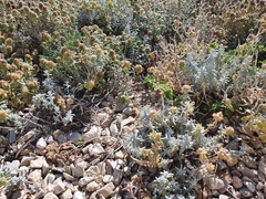 Teucrium aureum