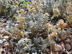 Teucrium aureum