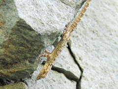 Mediodactylus heterocercus