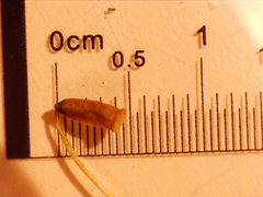 Polytrichum pallidisetum