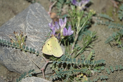 Colias erate