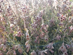 Teucrium marum