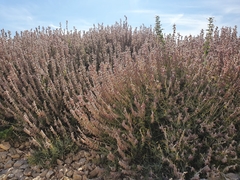 Teucrium marum