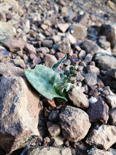 Image of Lachenalia aurioliae by (c) Danie Palm, some rights reserved (CC BY)