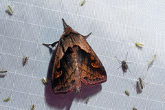 Bellura densa