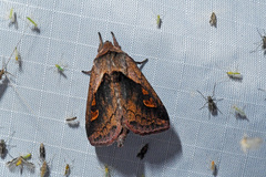 Bellura densa