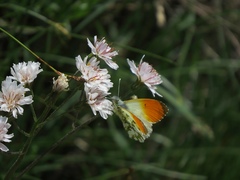 Crepis froelichiana dinarica