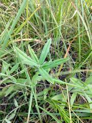 Asclepias lanuginosa