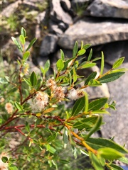 Salix arbuscula