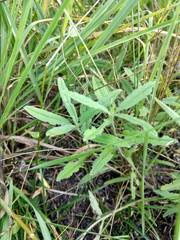 Asclepias lanuginosa