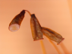 Polytrichum pallidisetum
