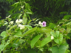 Ipomoea aquatica