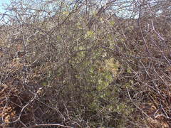 Asparagus retrofractus