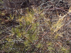 Asparagus retrofractus