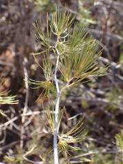 Asparagus retrofractus